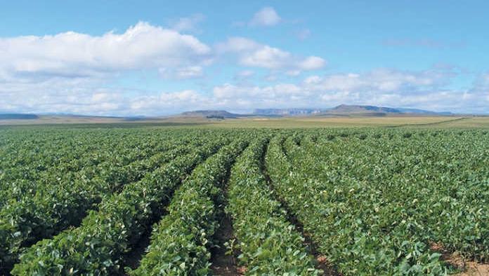 Co-op's overarching aim is 100% physically certified soy across its supply chain by 2025 